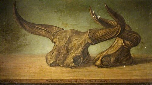The Melksham Ox (skull of bos primigenius found in the Avon at Melksham, Wiltshire), 1838, Thomas Barker