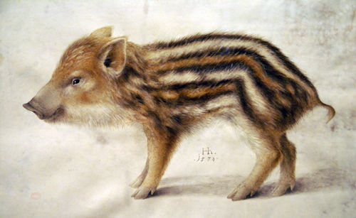 Un Marcassin, 1578, Hans Hoffmann
