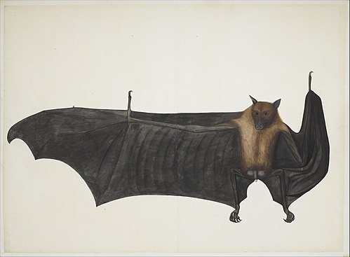 Great Indian Fruit Bat, 1779, Bhawani Das