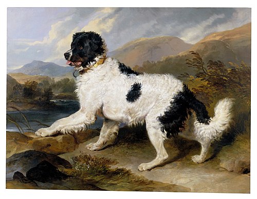 'Lion', a Newfoundland Dog, 1824, Edwin Landseer