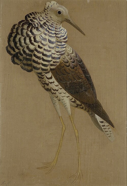 Study of a Ruff, 1845, Edwin Landseer