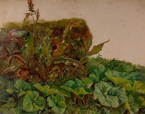 Study of Wayside Plants, 1866, Edwin Landseer