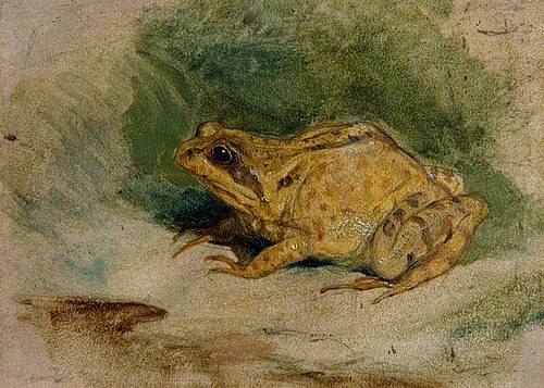 Study of a Frog, , Edwin Landseer