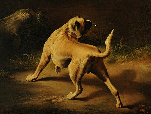 A Dog on alert, 1847, Edwin Landseer