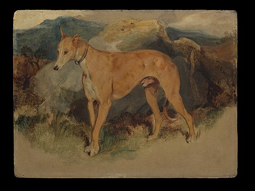 A Deerhound, 1826, Edwin Landseer