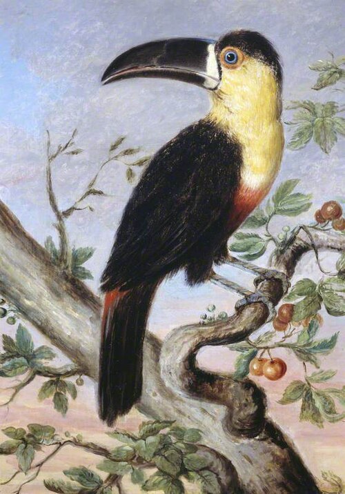 Toucan, 1831, Nicholas Aylward Vigors