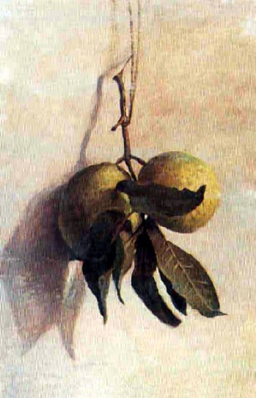 Guava, , Benedito Calixto de Jesus