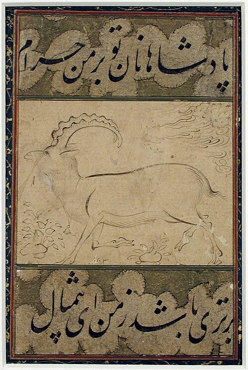A mountain goat, 1691, Muin Musavvir