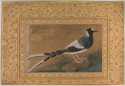 "Spotted Forktail", Folio from the Shah Jahan Album, 1610, Abu al-Hasan