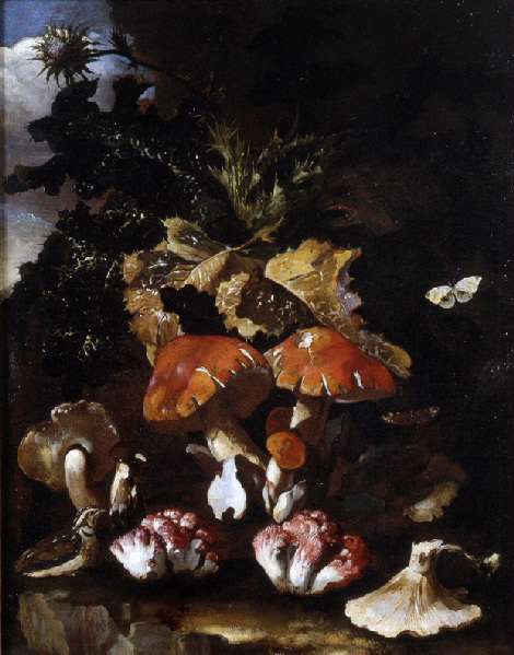 Undergrowth with Mushrooms, 1700, Paoluccio Cattamara