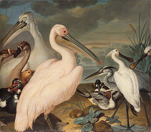 Pelikane und andere Vögel, 1724, Philipp Ferdinand de Hamilton
