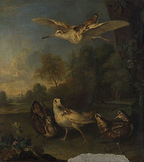 Weisse und braune Schnepfen, , Philipp Ferdinand de Hamilton