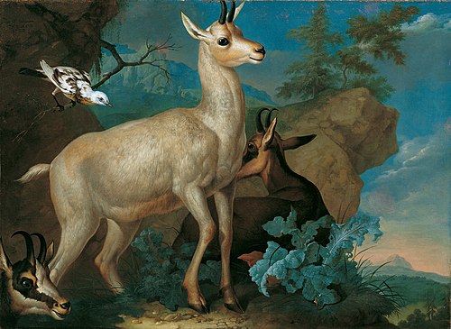 Drei Gemsen und eine Amsel, 1722, Philipp Ferdinand de Hamilton