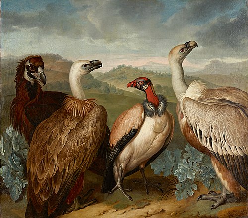 Four Vultures of Different Kind, 1723, Philipp Ferdinand de Hamilton