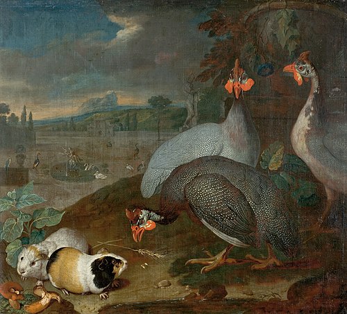 Guinea fowls  with guinea pigs, 1725, Philipp Ferdinand de Hamilton