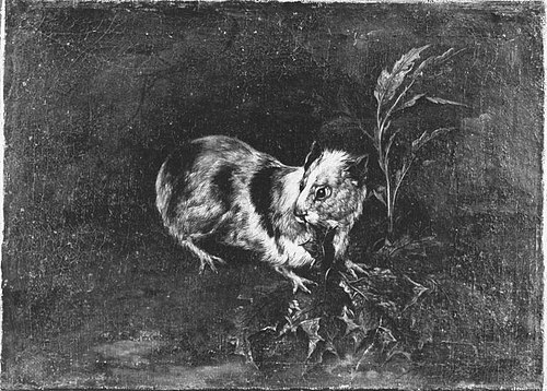 Murmeltier, 1707, Philipp Ferdinand de Hamilton