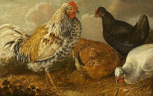 Cockerel and Three Hens, , Pieter Casteels III