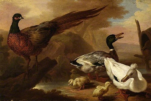 Pheasant and ducks, 1720, Pieter Casteels III