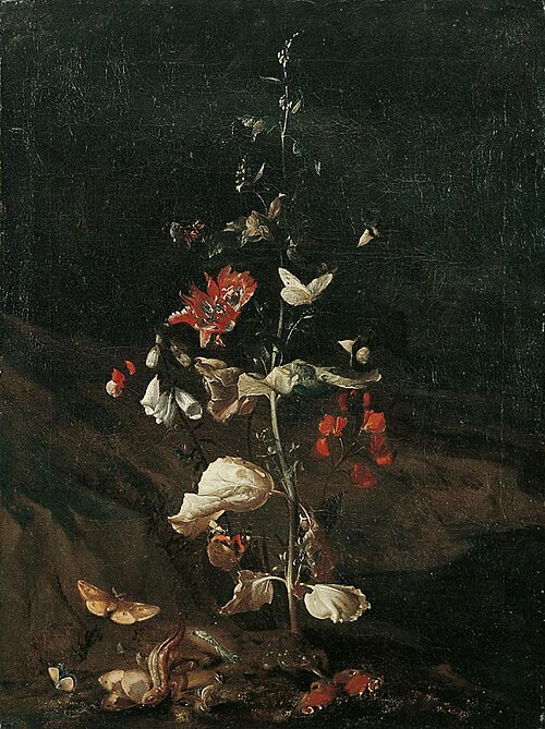 Natura morta con farfalle, rospo e ramarro, , Otto Marseus van Schrieck