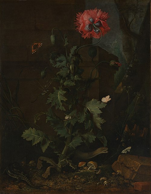Nature morte avec coquelicot, insectes et reptiles, 1670, Otto Marseus van Schrieck