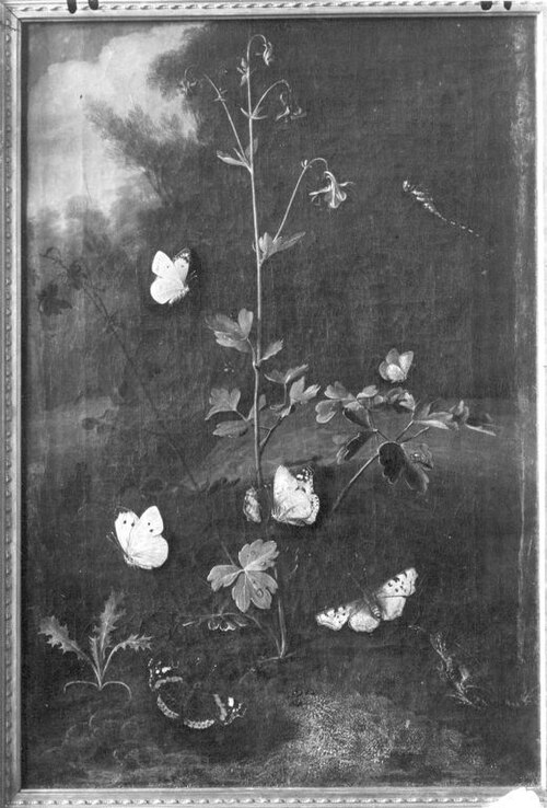 Columbine surrounded by butterflies, 1646, Otto Marseus van Schrieck