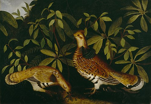 Two Ruffed Grouse in Underbrush, 1864, Rubens Peale