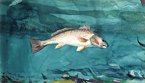 Channel Bass, 1904, Winslow Homer