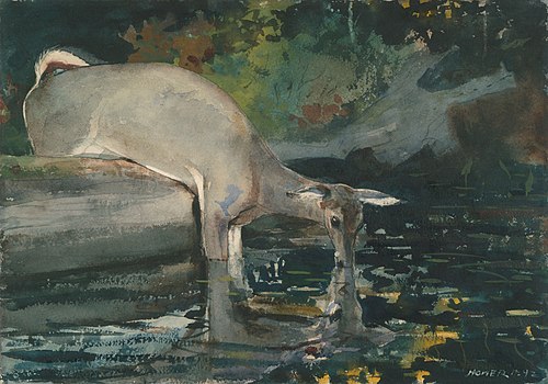 Deer Drinking, 1892, Winslow Homer