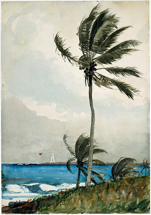 Palm Tree, Nassau, 1898, Winslow Homer