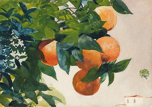 Oranges on a branch, 1885, Winslow Homer