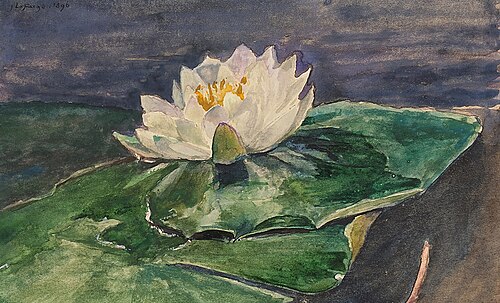 Water Lily, 1896, Winslow Homer