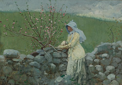 Peach Blossoms, 1879, Winslow Homer