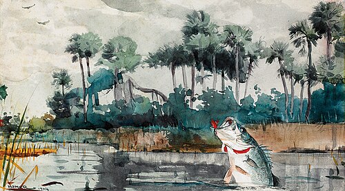 Foul Hooked Black Bass, 1904, Winslow Homer