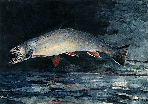 A Brook Trout, 1892, Winslow Homer