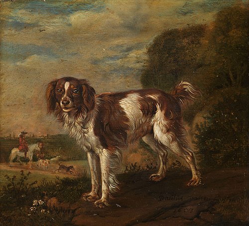 A spaniel, 1653, Paulus Potter