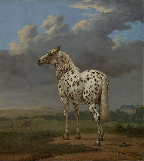 Le Cheval pie, 1652, Paulus Potter