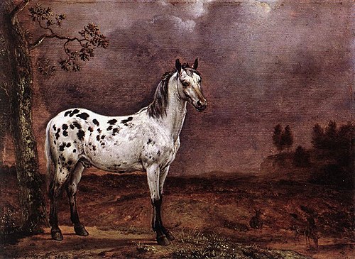 Le Cheval pie, 1653, Paulus Potter