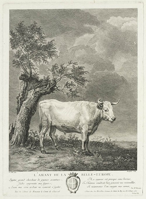 A White Bull, 1650, Paulus Potter