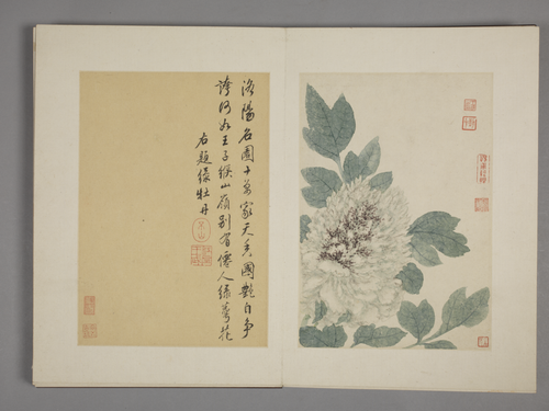 王武花卉册, , Wang Wu