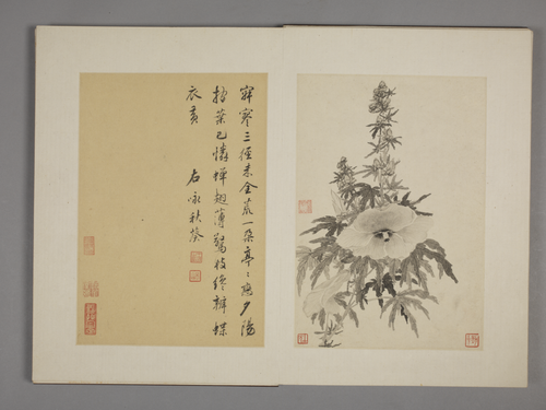 王武花卉册, , Wang Wu