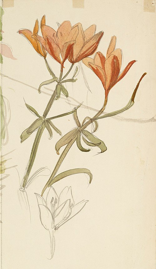 Orange Lilies, , Albert Edelfelt