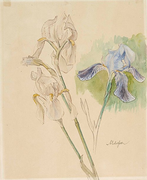 Flower Studies, , Albert Edelfelt