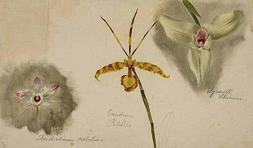 Three Orchids (Dendrobium Nobile/Oncidium Papilio/Lycaste Skinneri), 1867, William Jacob Hays