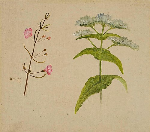 Two Wildflowers (Gerardia/Eupatorium (Boneset)), 1867, William Jacob Hays