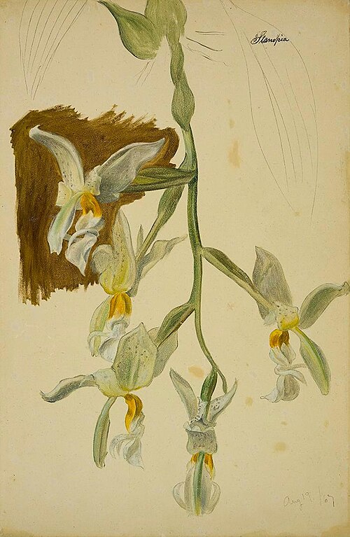 Stanhopea Orchid, 1867, William Jacob Hays