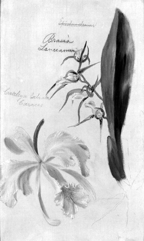 Two Orchids, Brassia Lanceana, Cattleya Labiata, 1869, William Jacob Hays