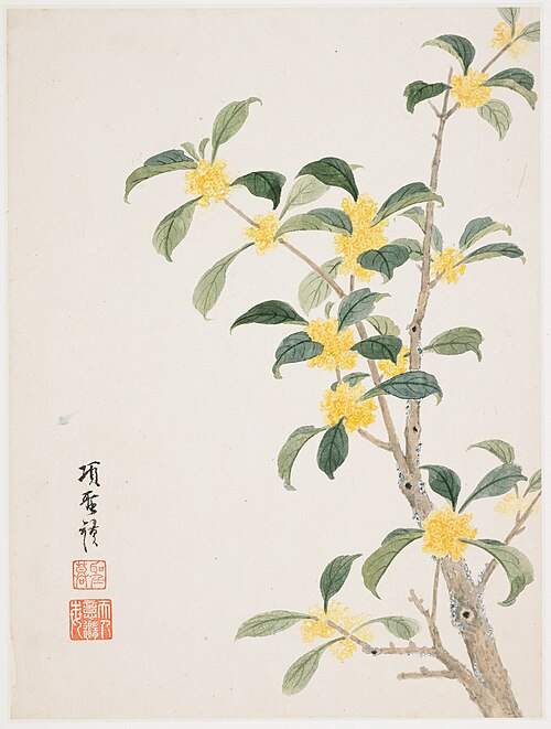Cassia Blossom from a Flower Album of Ten Leaves, 1656, Xiang Shengmo