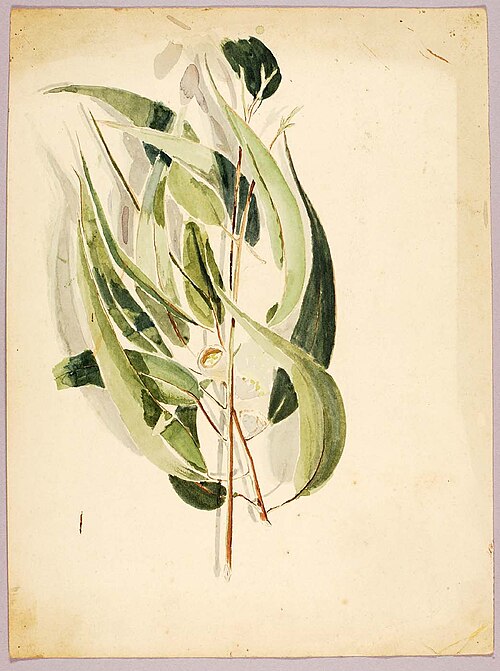 Plant Study, 1895, Solon Borglum