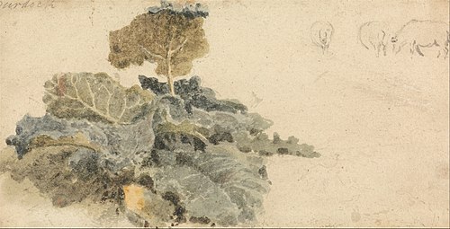 Study of Burdocks, , Peter De Wint