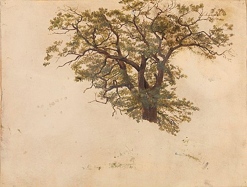 Study of an Oak, 1830, Adolph Tidemand